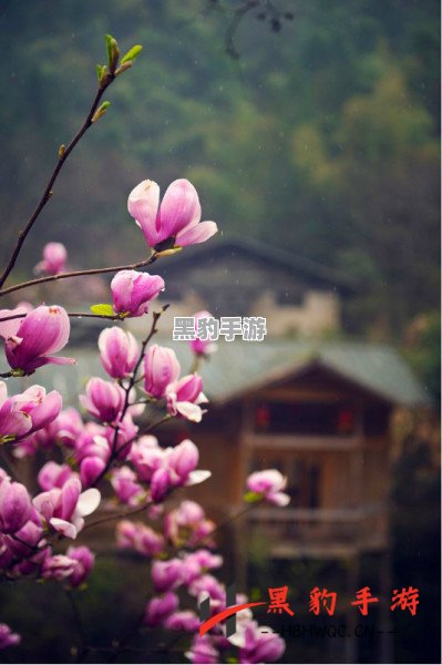 如何在烟雨江湖中获得珍稀的玉兰花？