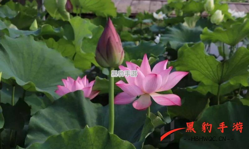 江湖悠悠，花圃绽放之时何日来临？ - 黑豹手游网-1