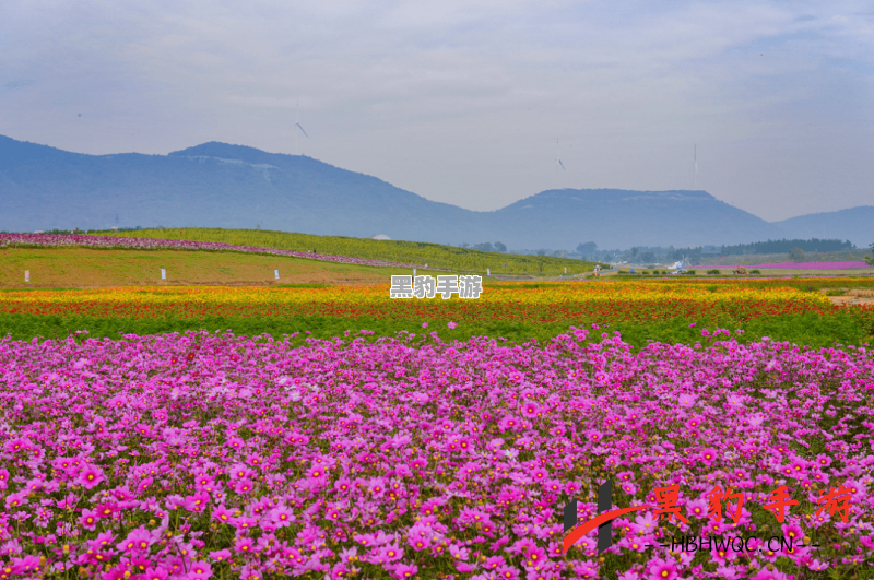 江湖悠悠，花圃绽放之时何日来临？ - 黑豹手游网-2