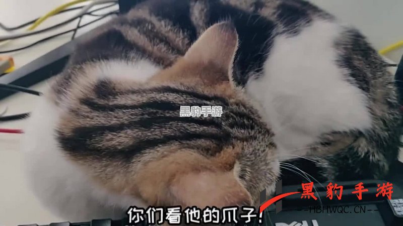 《原神：猫猫的盾牌叠加机制揭秘，你了解了吗？》 - 黑豹手游网-3