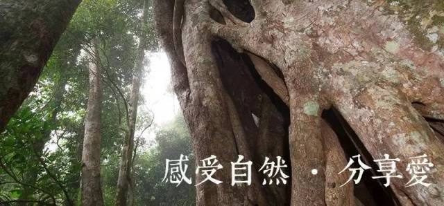 光遇：探秘雨林树洞的向导位置揭秘！