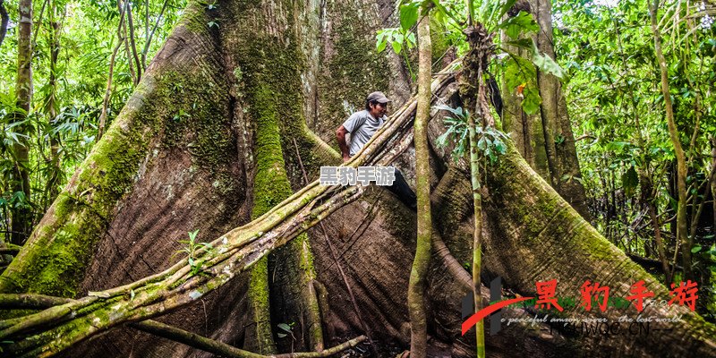 光遇：探秘雨林树洞的向导位置揭秘！ - 黑豹手游网-2