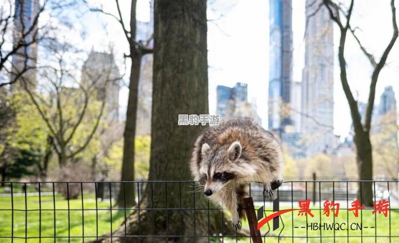 如何轻松击败平凡的鹿和浣熊？ - 黑豹手游网-3