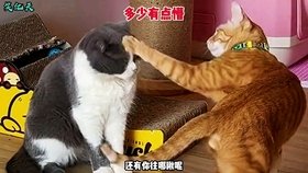 《原神：如何轻松完成猫的赠礼成就，收获丰富奖励？》 - 黑豹手游网-3