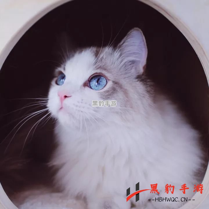 《探索猫灵相册商店：R级猫猫究竟值得购买吗？》 - 黑豹手游网-2