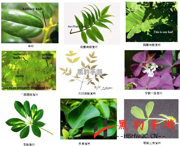 桃源记中的植物，究竟具备再生的神奇能力吗？ - 黑豹手游网-2