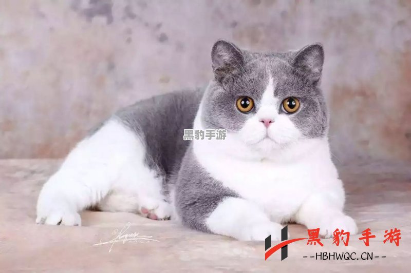 本周更新后，少侠将获得神奇道具，让猫咪焕新颜，改变特征与毛色！