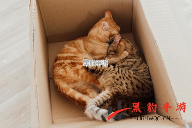 猫咪繁育后的五只可爱崽崽，少侠们快来选心仪的小伙伴带回家！ - 黑豹手游网-2