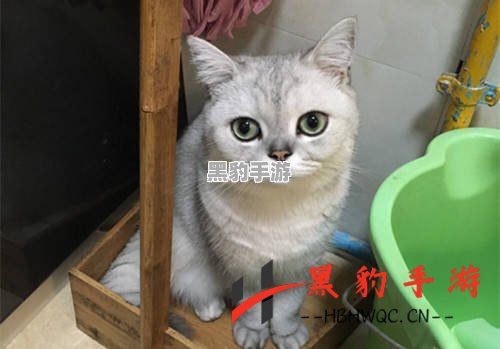 猛鬼宿舍中蜜獾商店的正确使用技巧揭秘 - 黑豹手游网-1