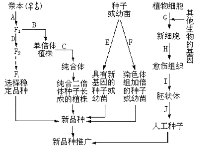 《光遇》中呼吸药剂的获取途径揭秘与实用技巧 - 黑豹手游网-3