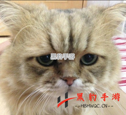 《开心斗猫猫：趣味与策略的完美结合》 - 黑豹手游网-3